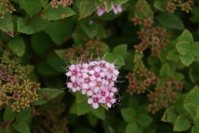  Spierstruik (Spiraea Japonica 'Little Princess')