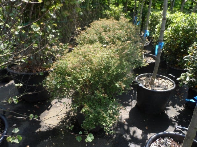  Spierstruik (Spiraea Japonica 'Little Princess')