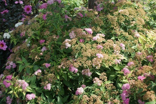  Spierstruik (Spiraea Japonica 'Genpei' (Shirobana))