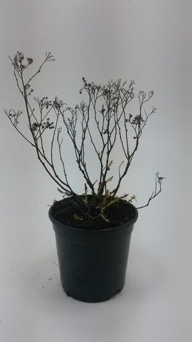  Spierstruik (Spiraea Japonica 'crispa')
