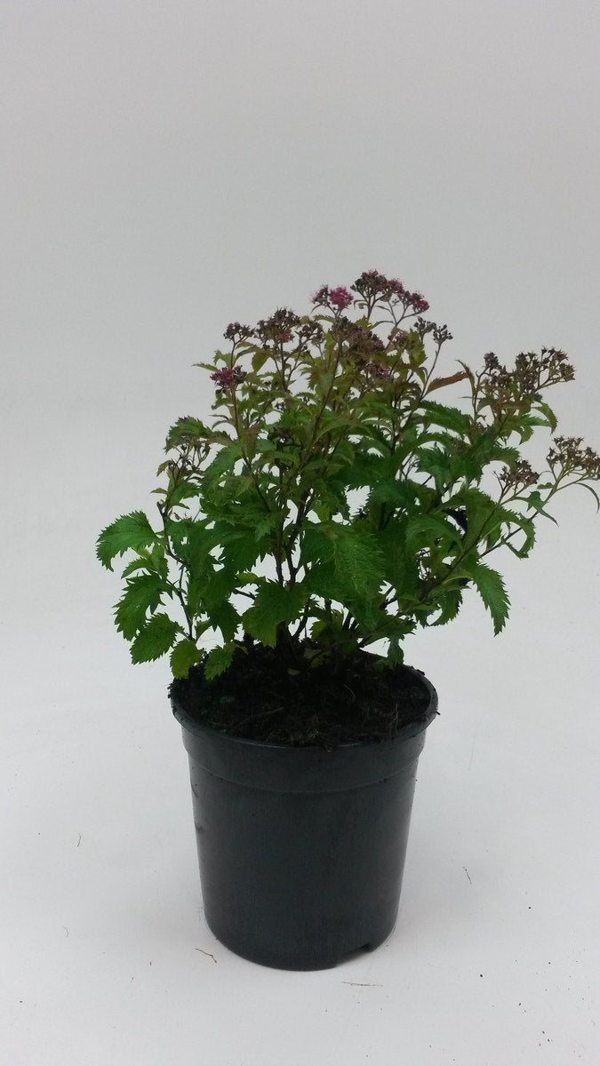  Spierstruik (Spiraea Japonica 'crispa')