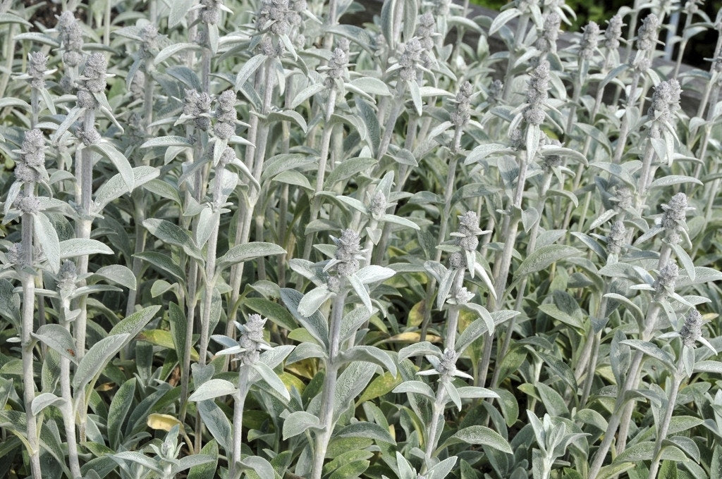  Andoorn (Stachys Byzantina 'Cotton Boll')