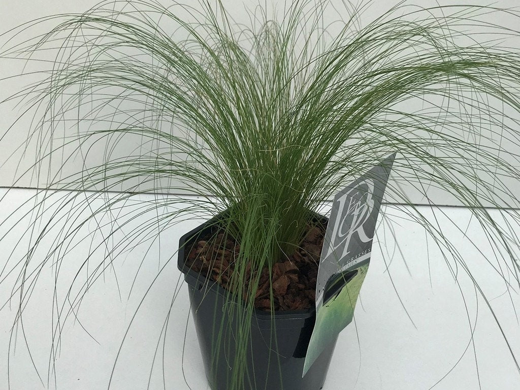  Vedergras (Stipa Tenuifolia)