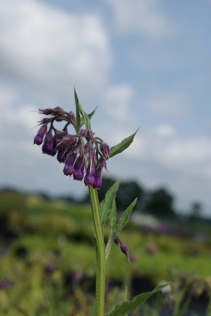  Smeerwortel (Symphytum Officinale) BIO