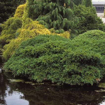  Taxus (Taxus Baccata 'Repandens')