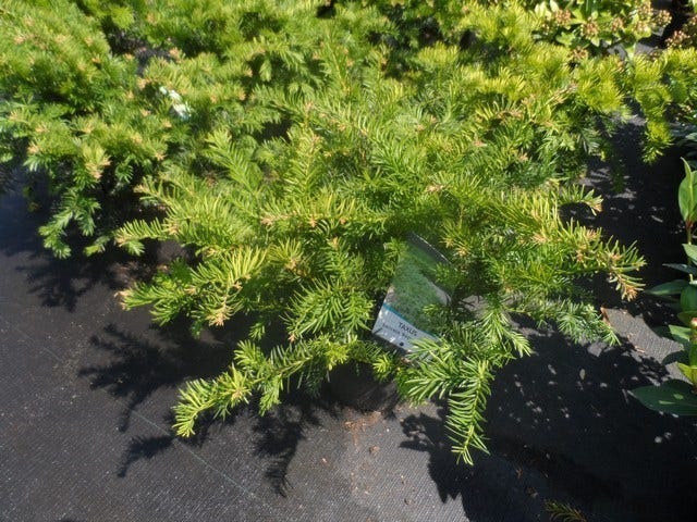  Taxus (Taxus Baccata 'Repandens')