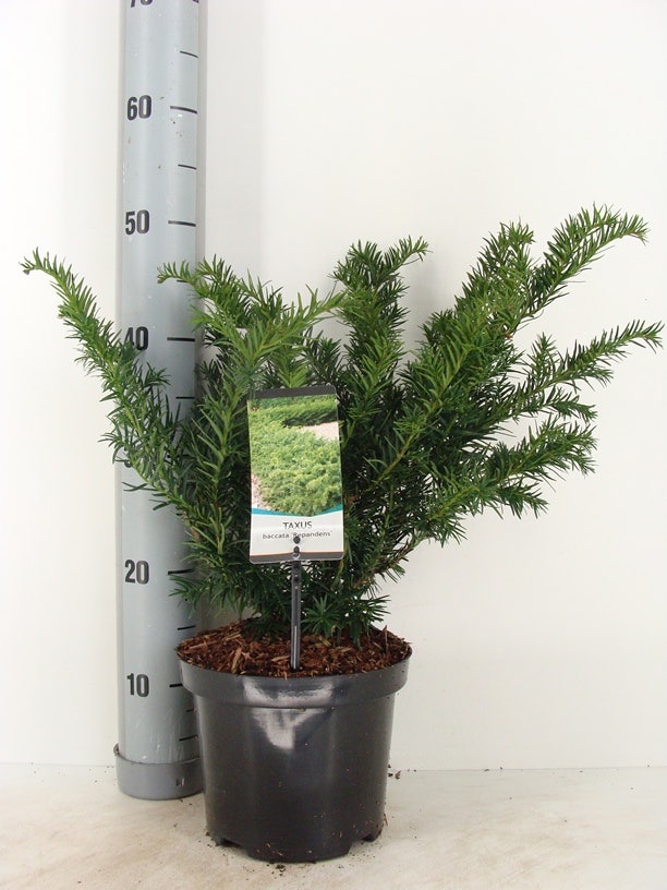  Taxus (Taxus Baccata 'Repandens')