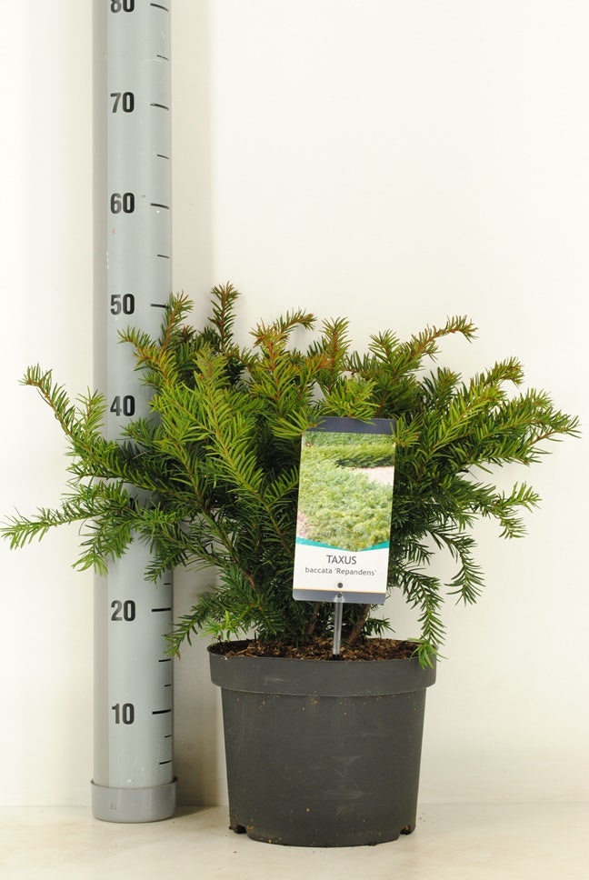 Taxus (Taxus Baccata 'Repandens')