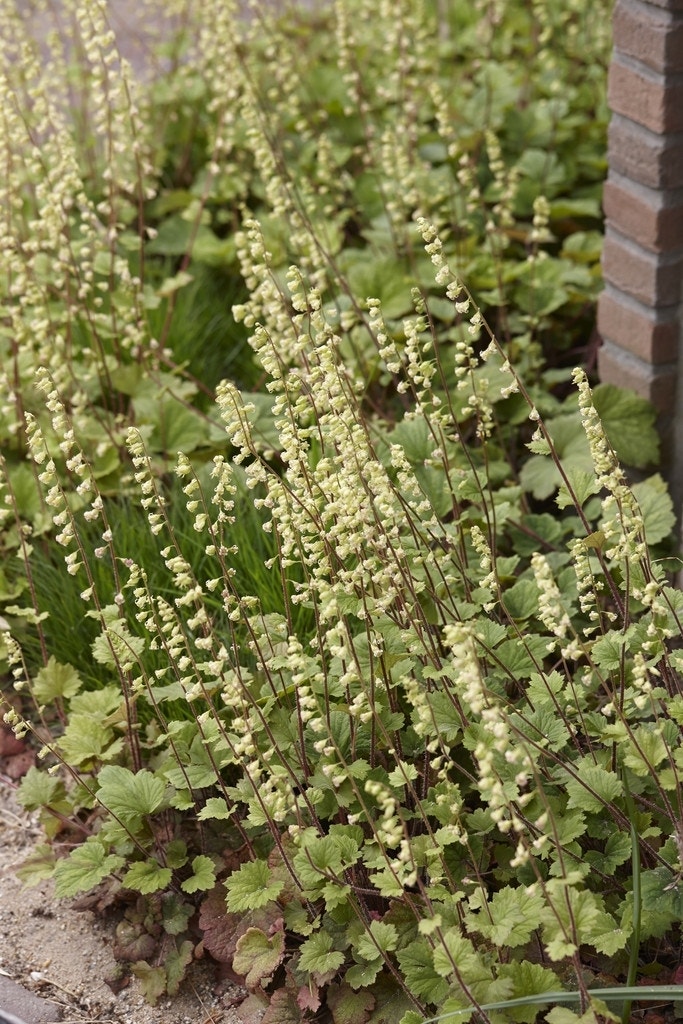  Mijterloof (Tellima Grandiflora 'Rubra')