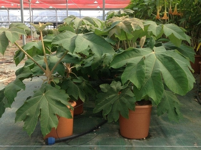  Rijstpapierplant (Tetrapanax Papyrifer)