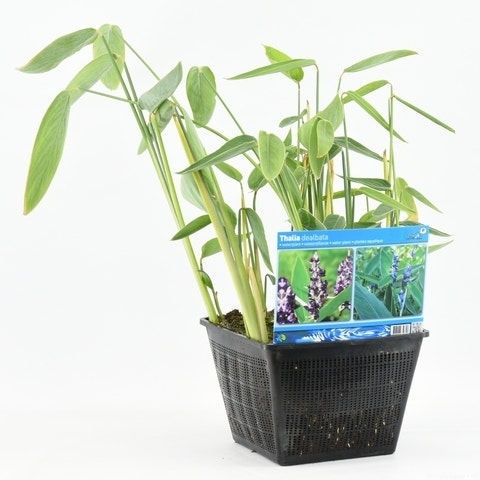  Thalia (Thalia Dealbata)