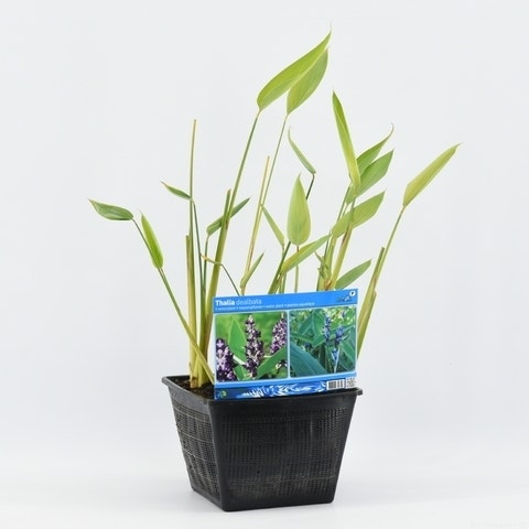  Thalia (Thalia Dealbata)