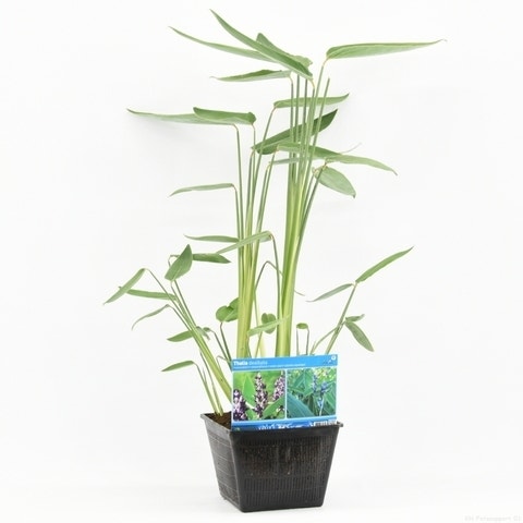  Thalia (Thalia Dealbata)