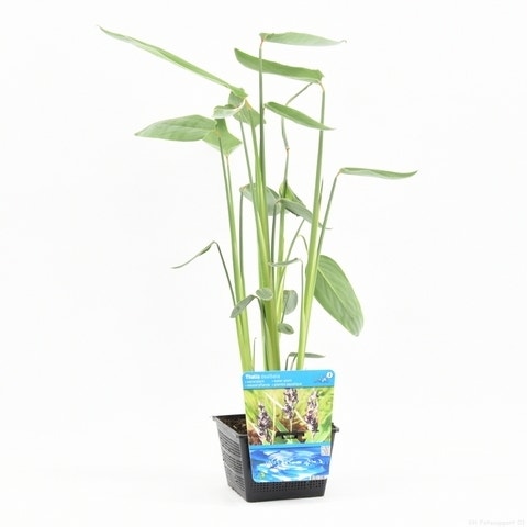  Thalia (Thalia Dealbata)