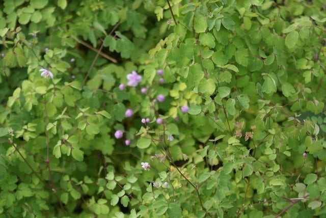  Chinese Ruit (Thalictrum Delavayi)