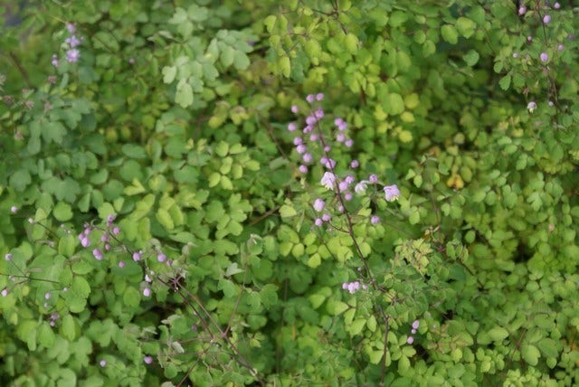 Chinese Ruit (Thalictrum Delavayi)