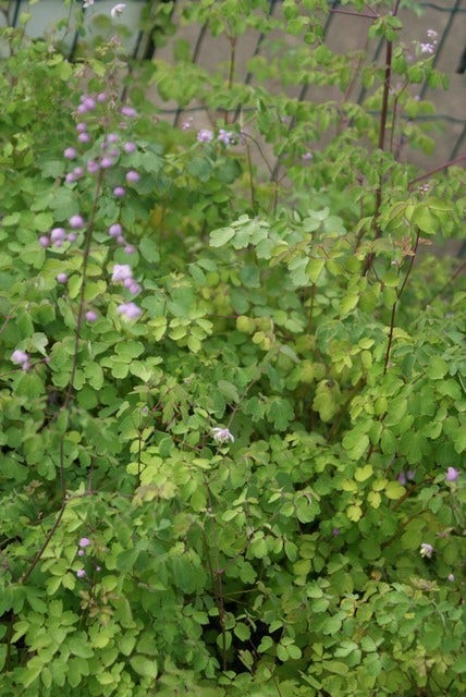  Chinese Ruit (Thalictrum Delavayi) BIO