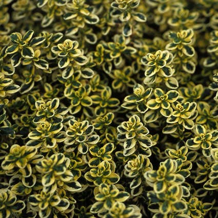  Citroentijm (Thymus Citrodorus 'Aureus')