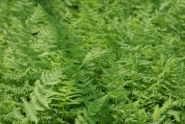  Moerasvaren (Thelypteris Palustris)