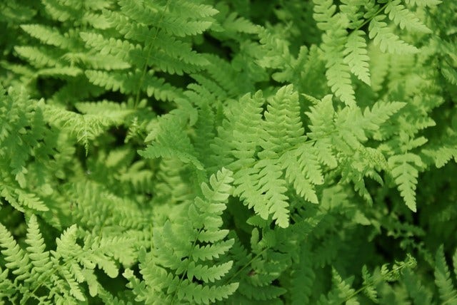  Moerasvaren (Thelypteris Palustris)