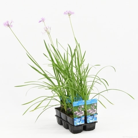  Wilde Knoflook (Thulbachia Violance)