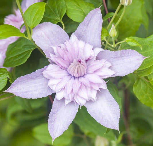  Bosrank (Clematis 'Multi Pink')