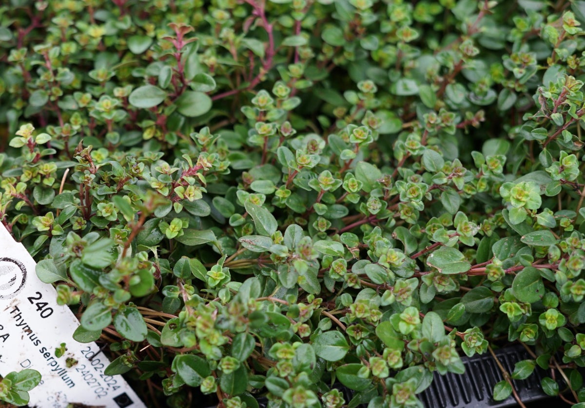  Tijm (Thymus Serpyllum)