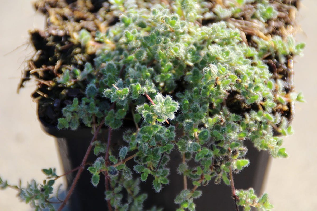 Woltijm (Thymus Praecox 'Pseudolanuginosus')