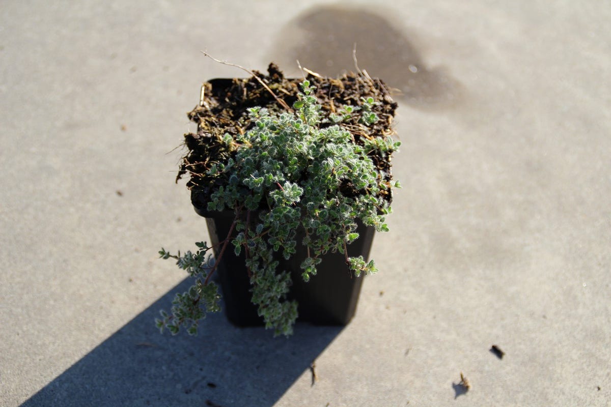  Woltijm (Thymus Praecox 'Pseudolanuginosus')
