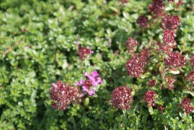  Tijm (Thymus Praecox 'Purple Beauty')