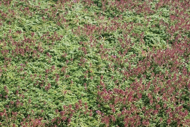  Tijm (Thymus Praecox 'Purple Beauty')