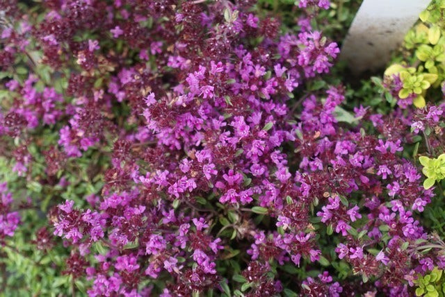  Tijm (Thymus Praecox 'Purple Beauty')