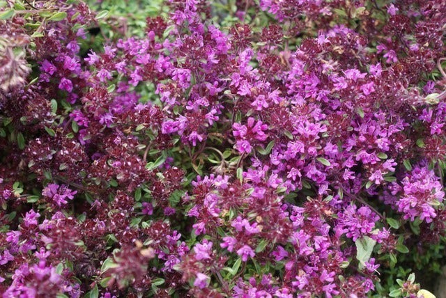  Tijm (Thymus Praecox 'Purple Beauty')