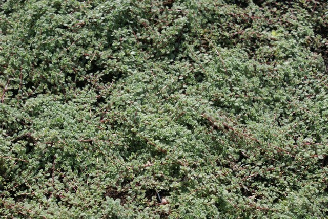  Woltijm (Thymus Praecox 'Pseudolanuginosus')