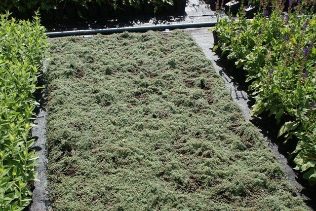  Woltijm (Thymus Praecox 'Pseudolanuginosus')