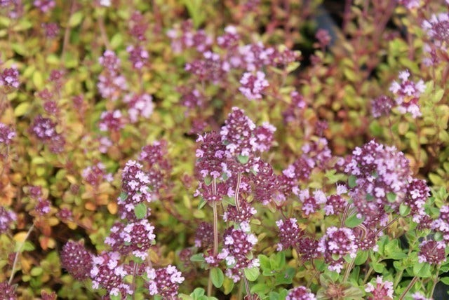  Tijm (Thymus Serpyllum)