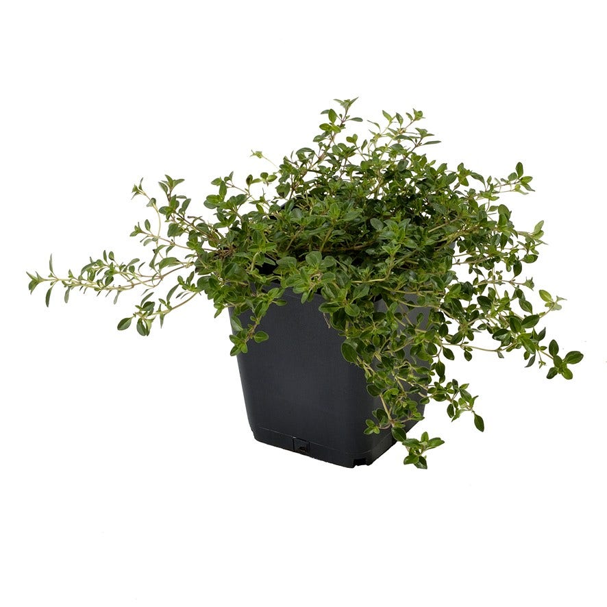  Tijm (Thymus Serpyllum)