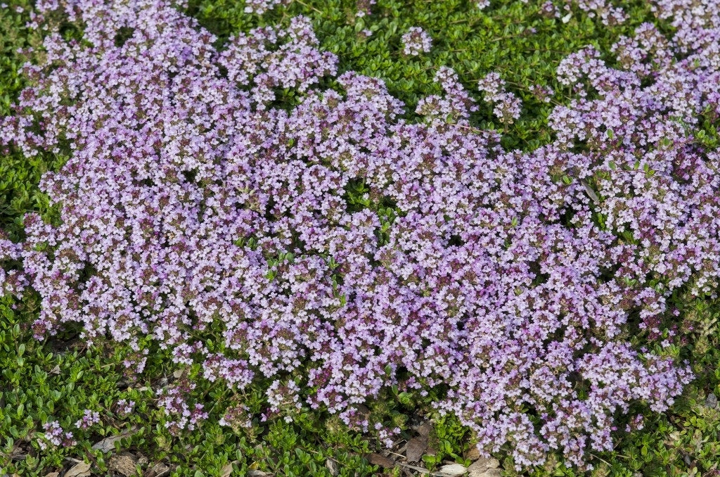 Tijm (Thymus Serpyllum)