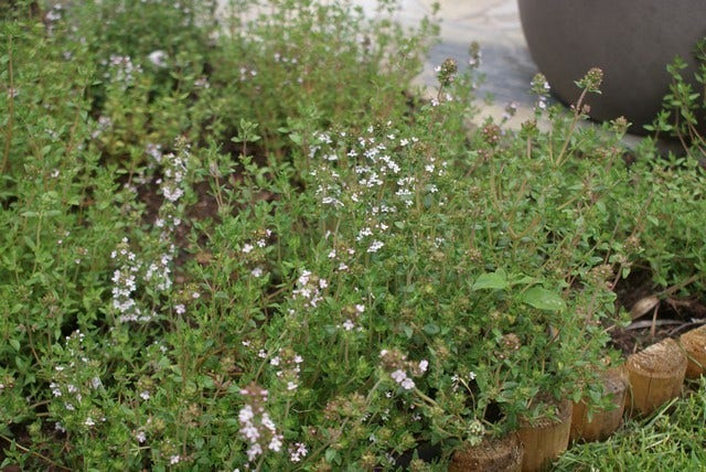  Echte Tijm (Thymus Vulgaris)