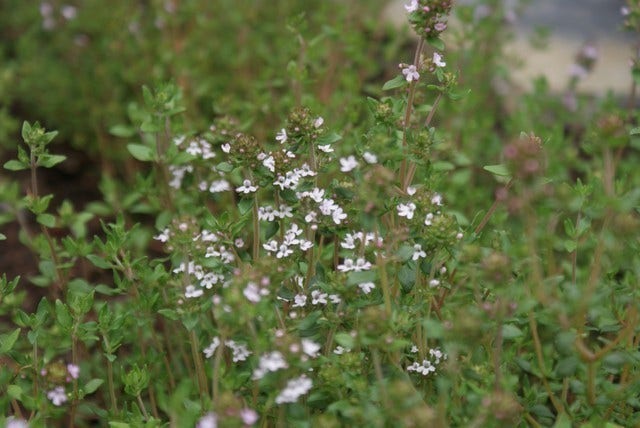  Echte Tijm (Thymus Vulgaris)