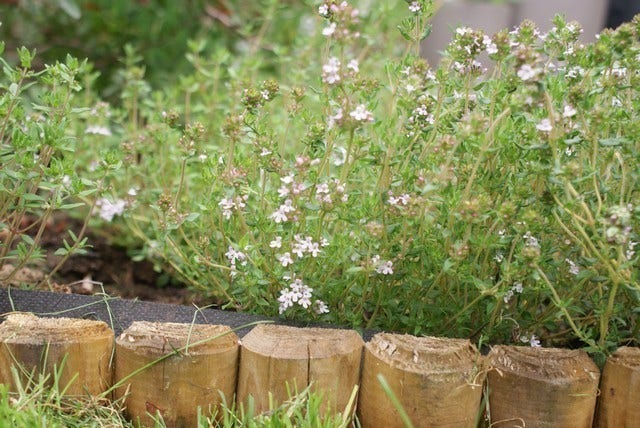  Echte Tijm (Thymus Vulgaris)