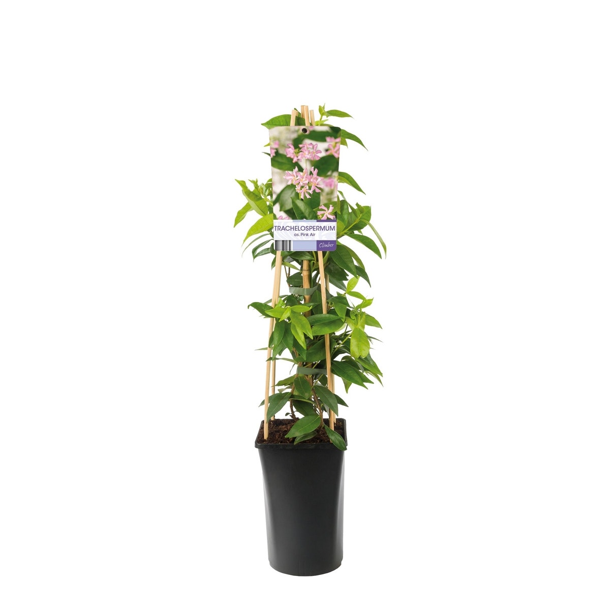  Roze Toscaanse Jasmijn (Trachelospermum 'Pink Air')