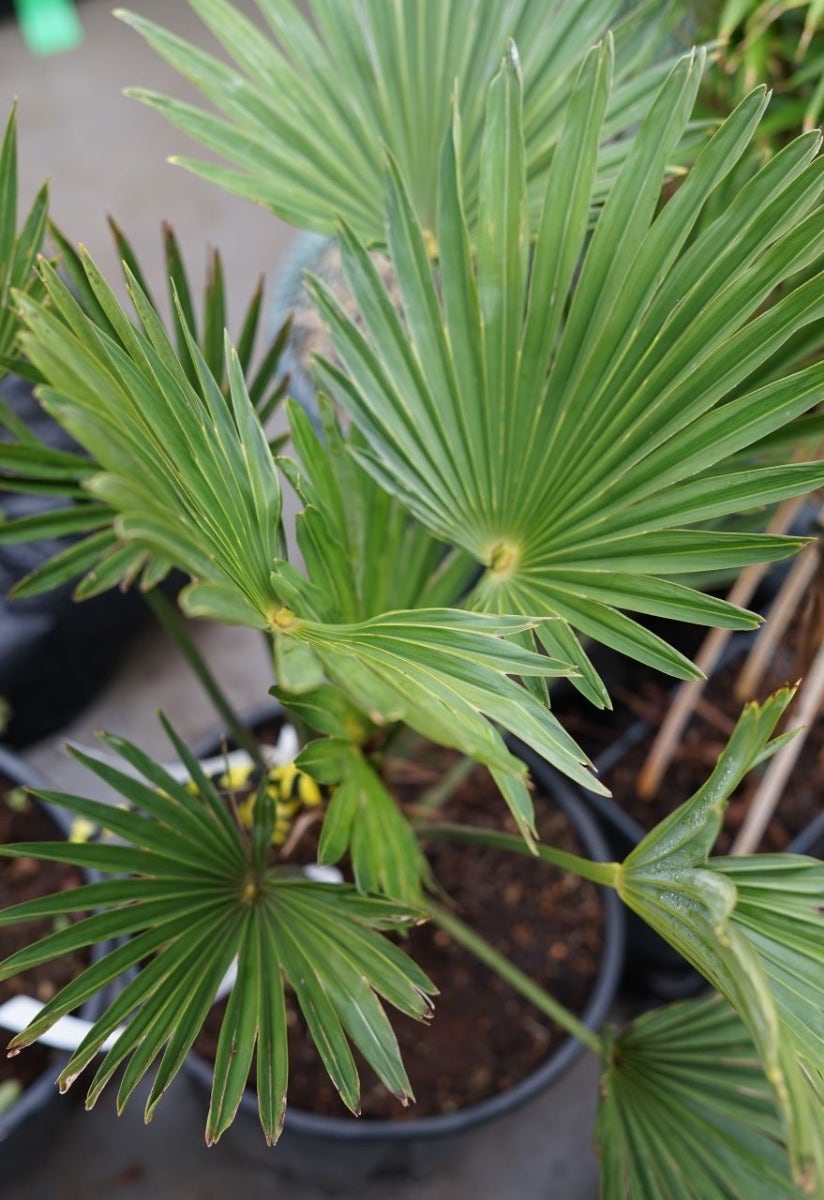  Winterharde Palm (Trachycarpus Fortunei)