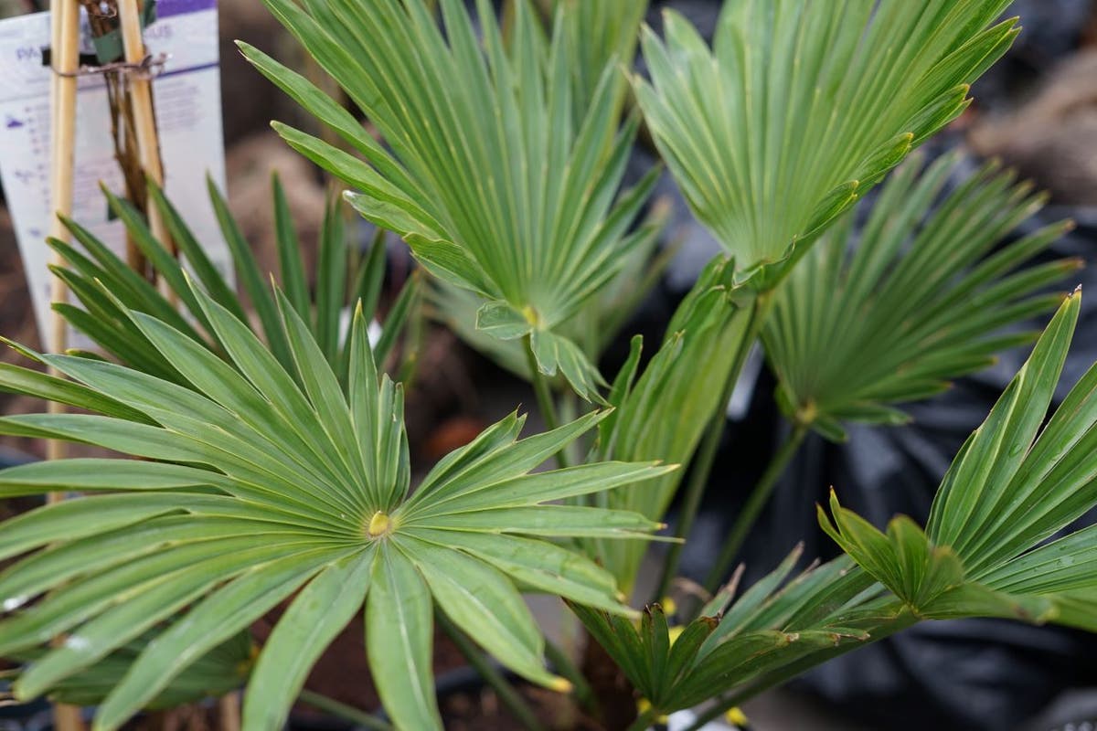  Winterharde Palm (Trachycarpus Fortunei)