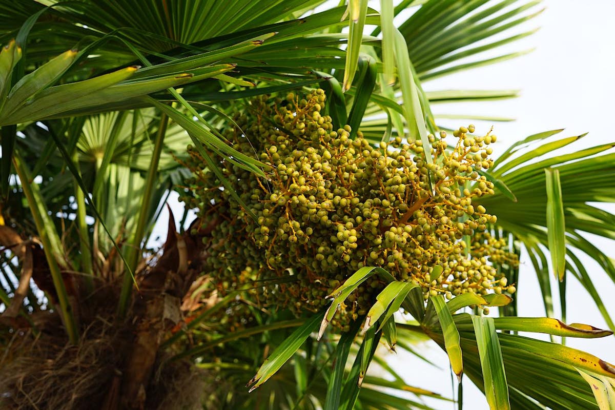  Winterharde Palm (Trachycarpus Fortunei)