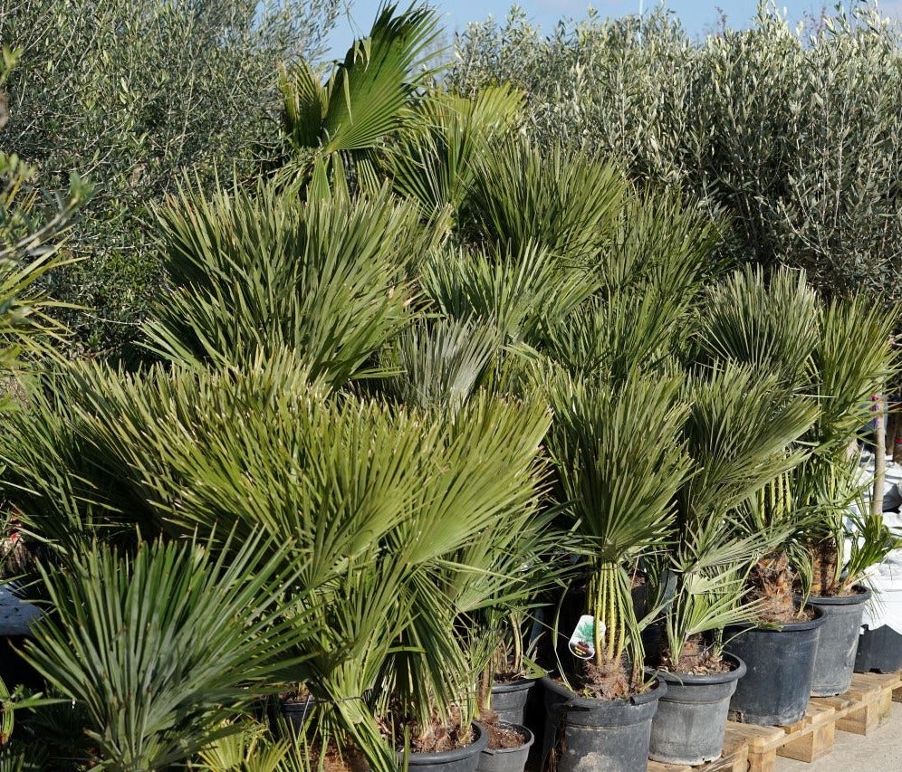  Dwergpalm (Chamaerops Humilis)