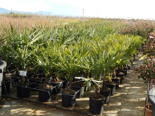  Winterharde Palm Meerstammig (Trachycarpus Fortunei)