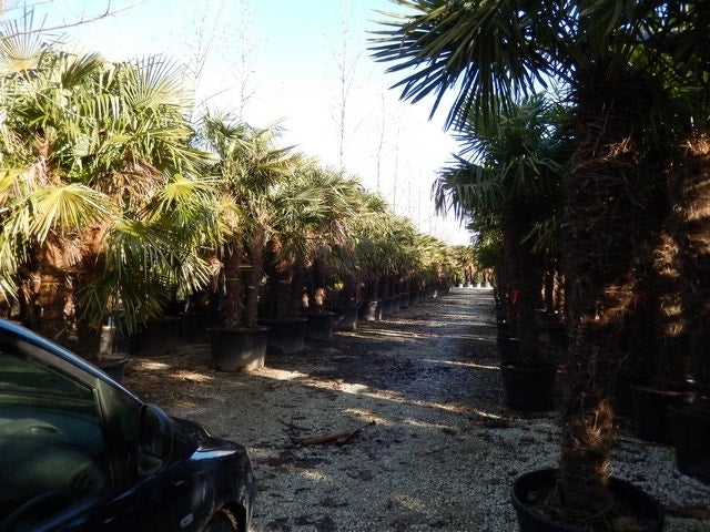  Winterharde Palm Meerstammig (Trachycarpus Fortunei)