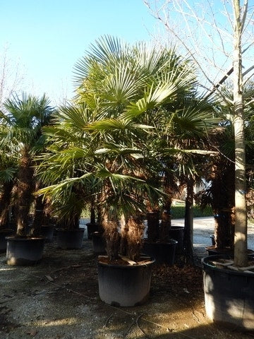  Winterharde Palm Meerstammig (Trachycarpus Fortunei)