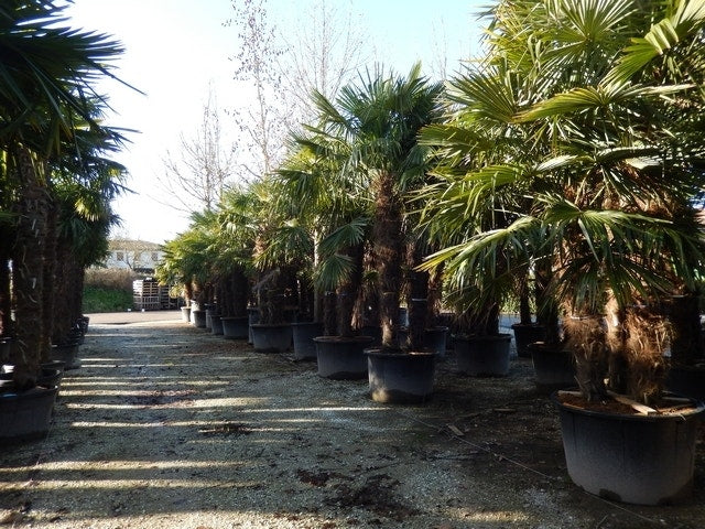  Winterharde Palm Meerstammig (Trachycarpus Fortunei)